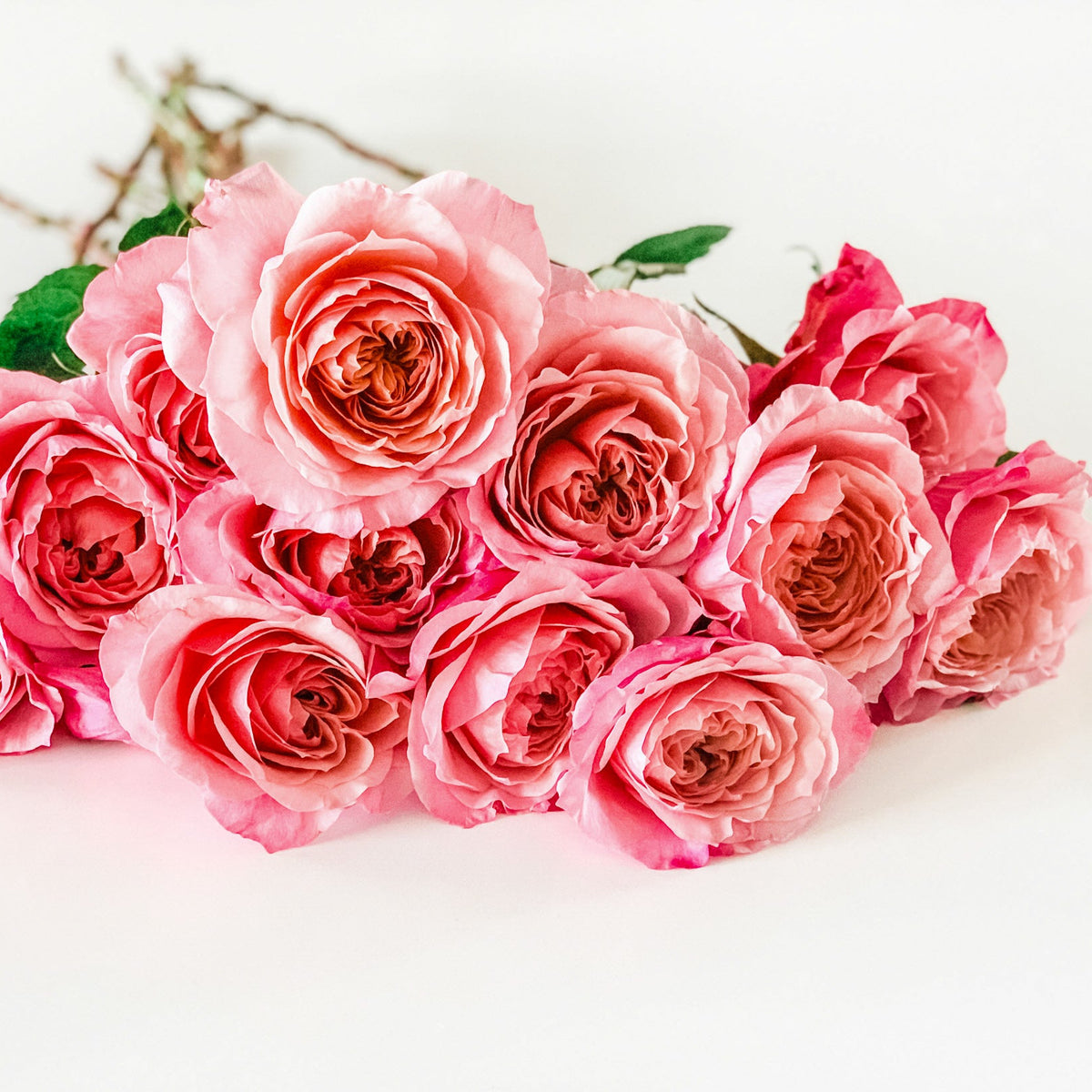 Rosas Wabara | 12 tallos