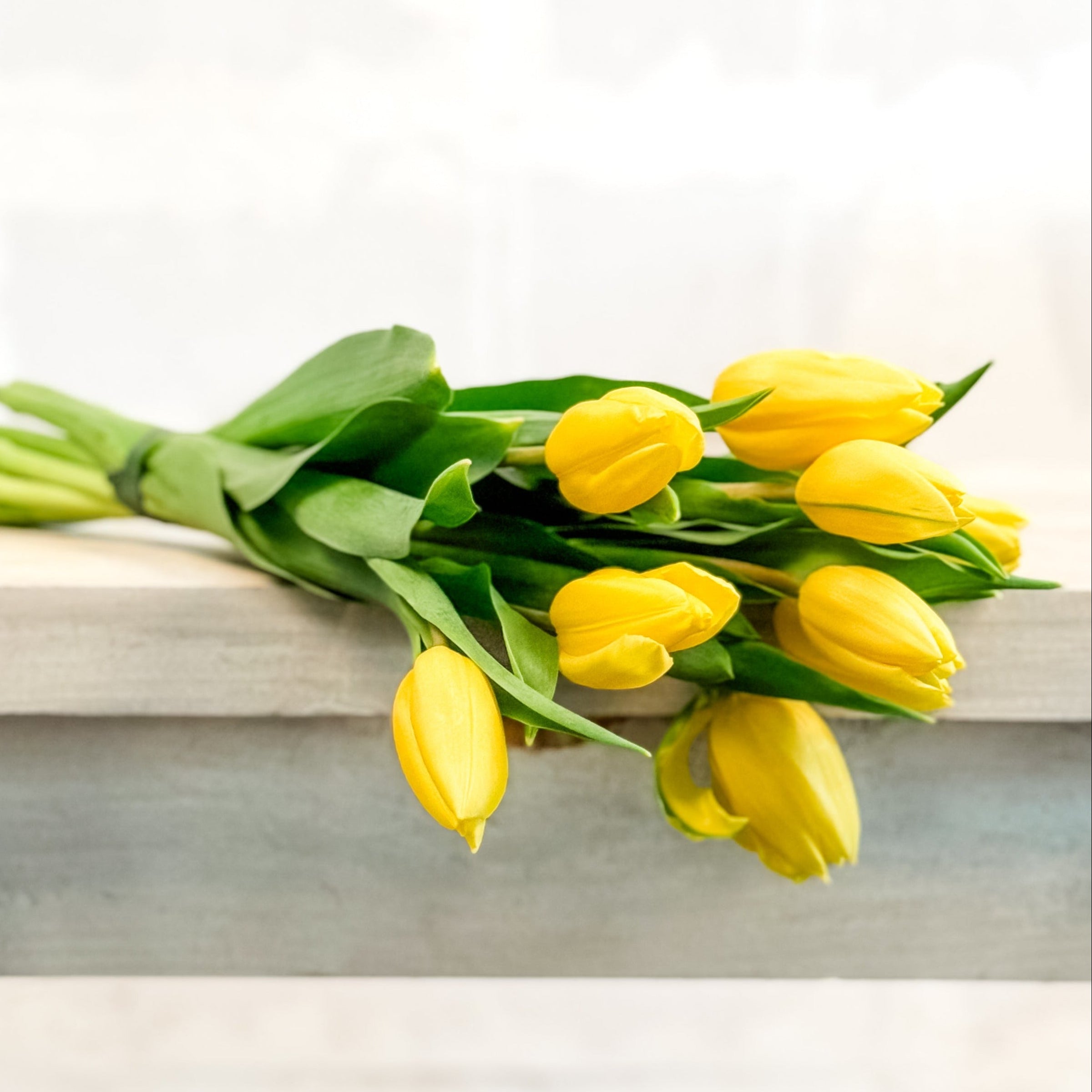Atado de tulipanes -