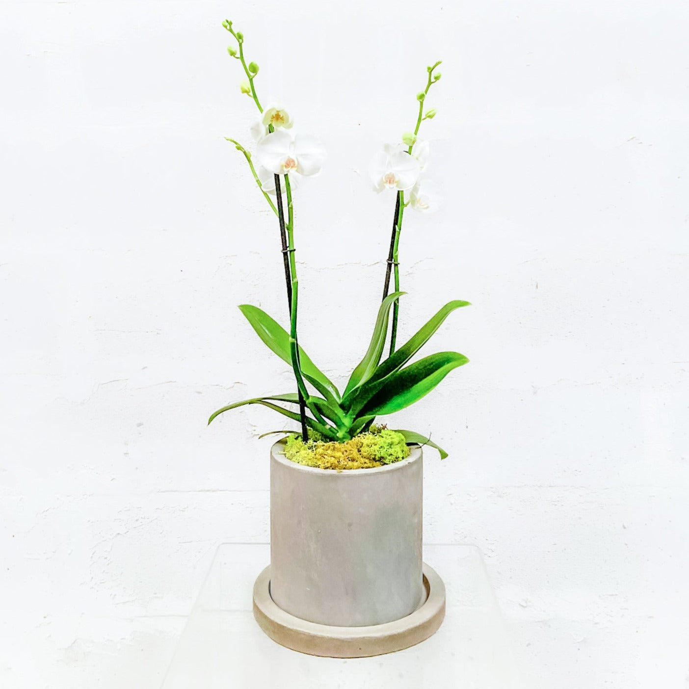 Orquídea en maceta gris con plato
