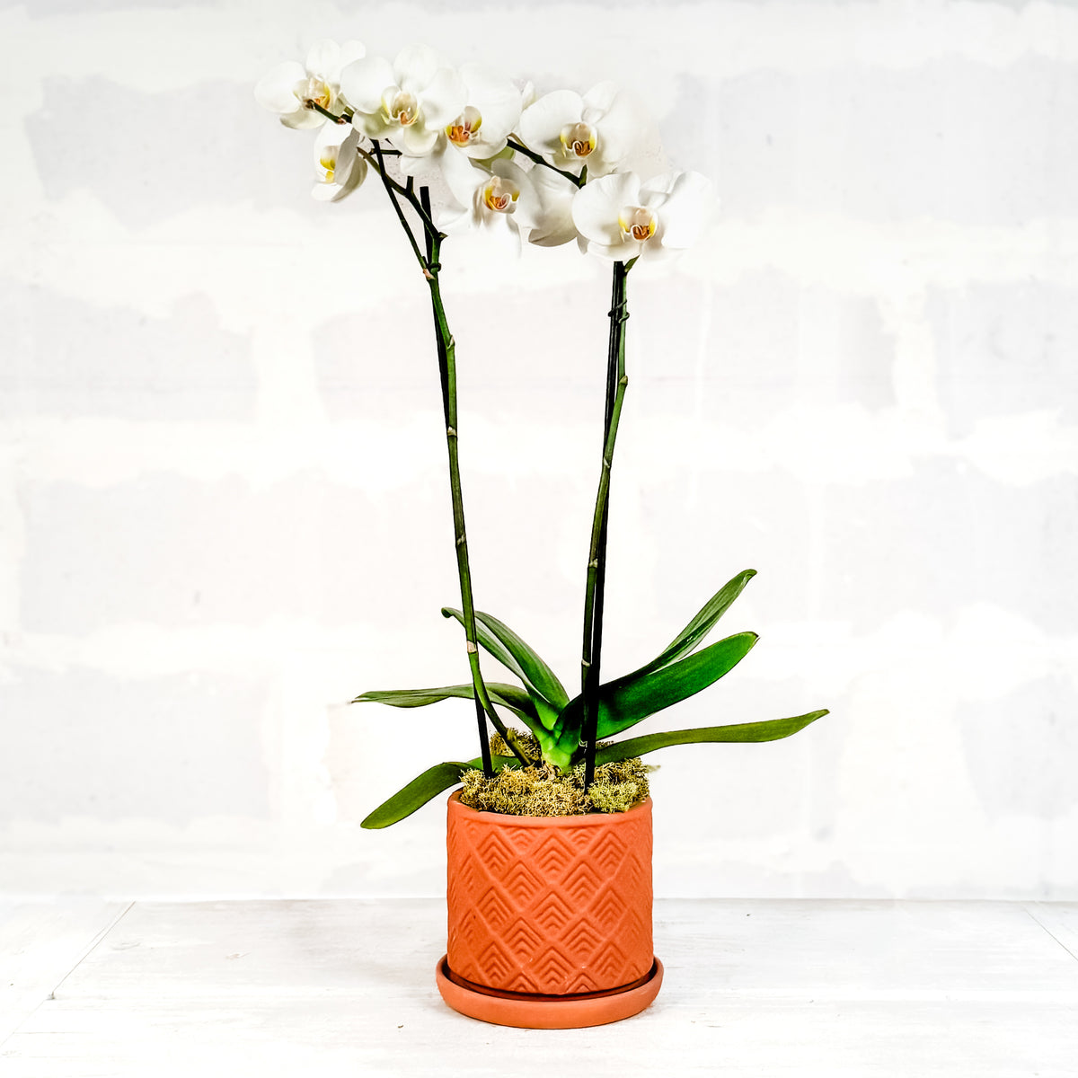 Orquídea en base Mitani DM