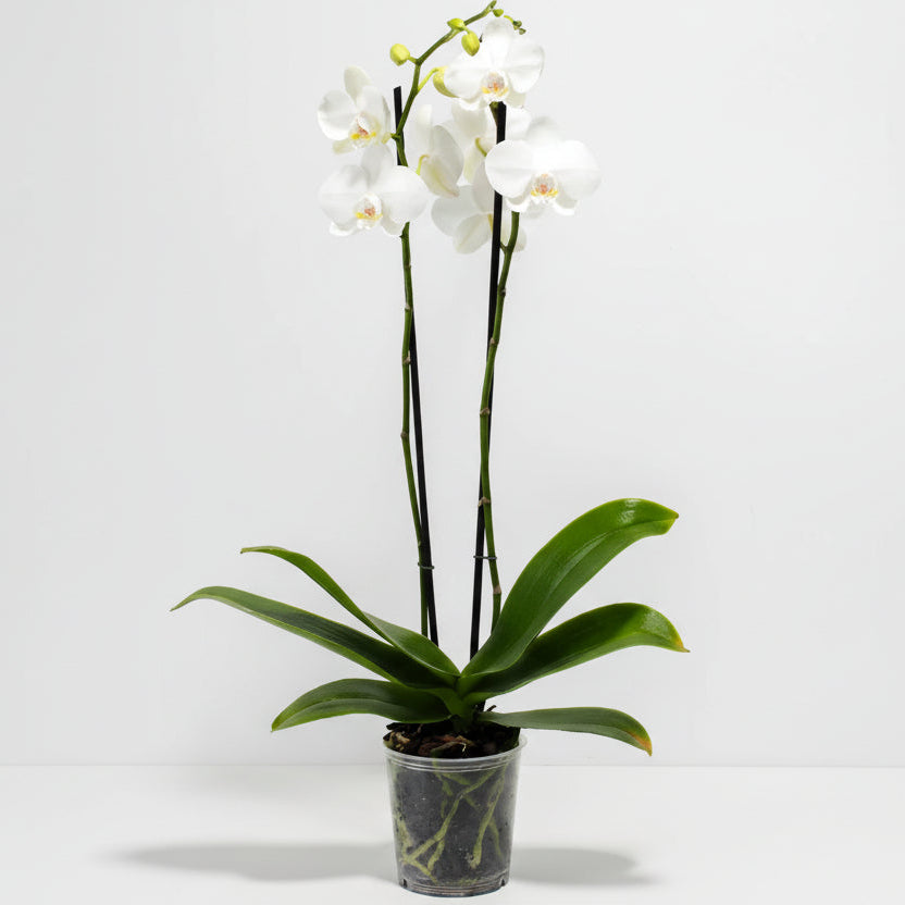 Orquídea Phalaenopsis natural en contenedor de plástico, lista para maceta