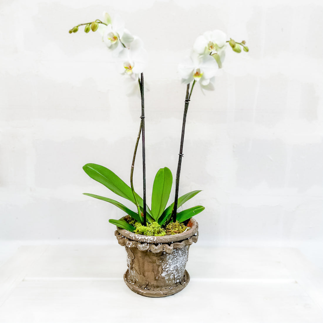 Orquídea base rústica