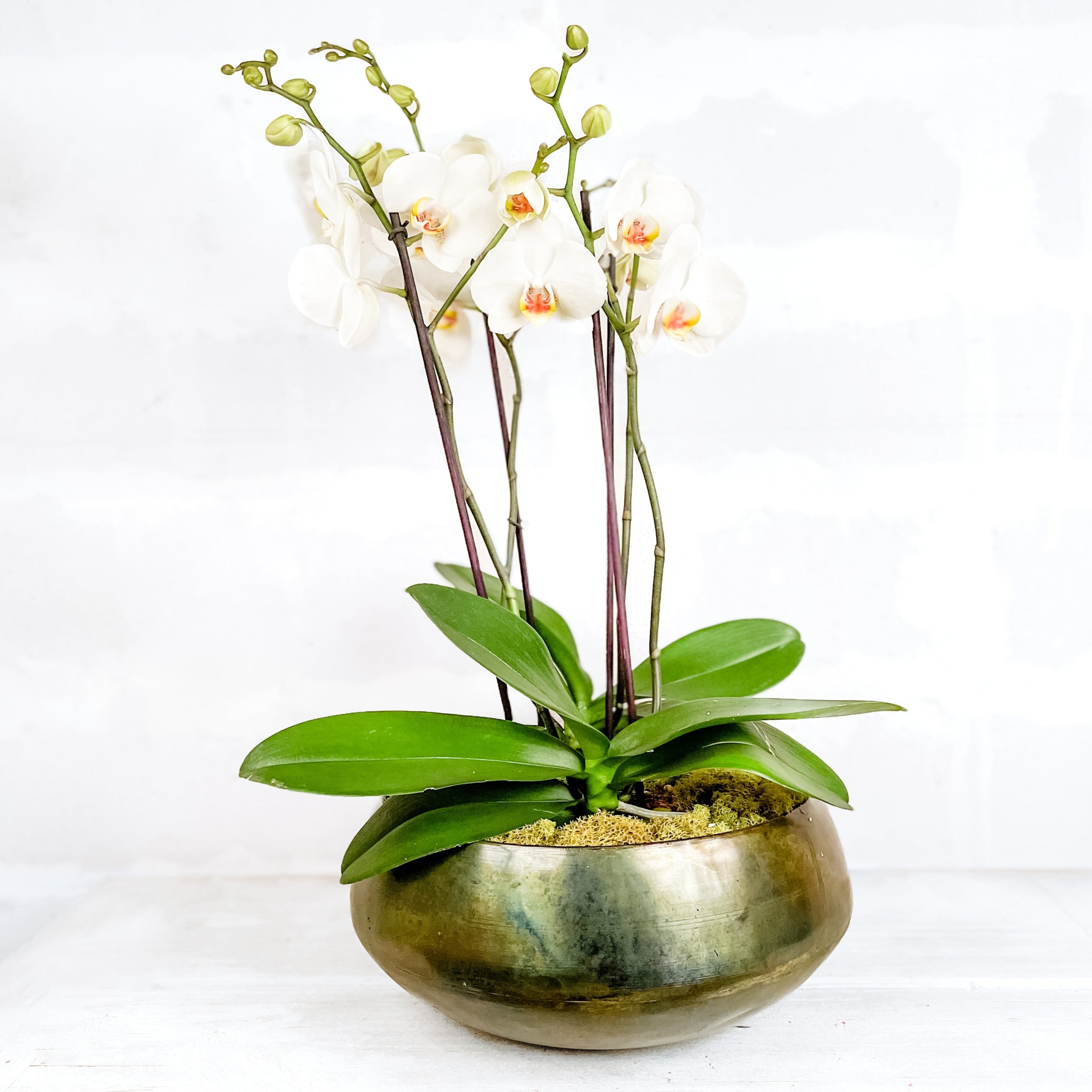 Orquídea en base verde