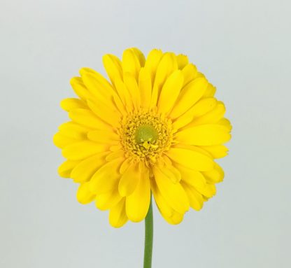 Atado de Gerberas Amarillas -