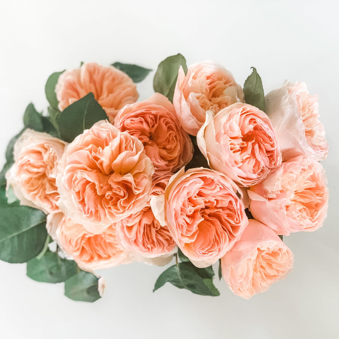 Atado de 12 Rosas Inglesas