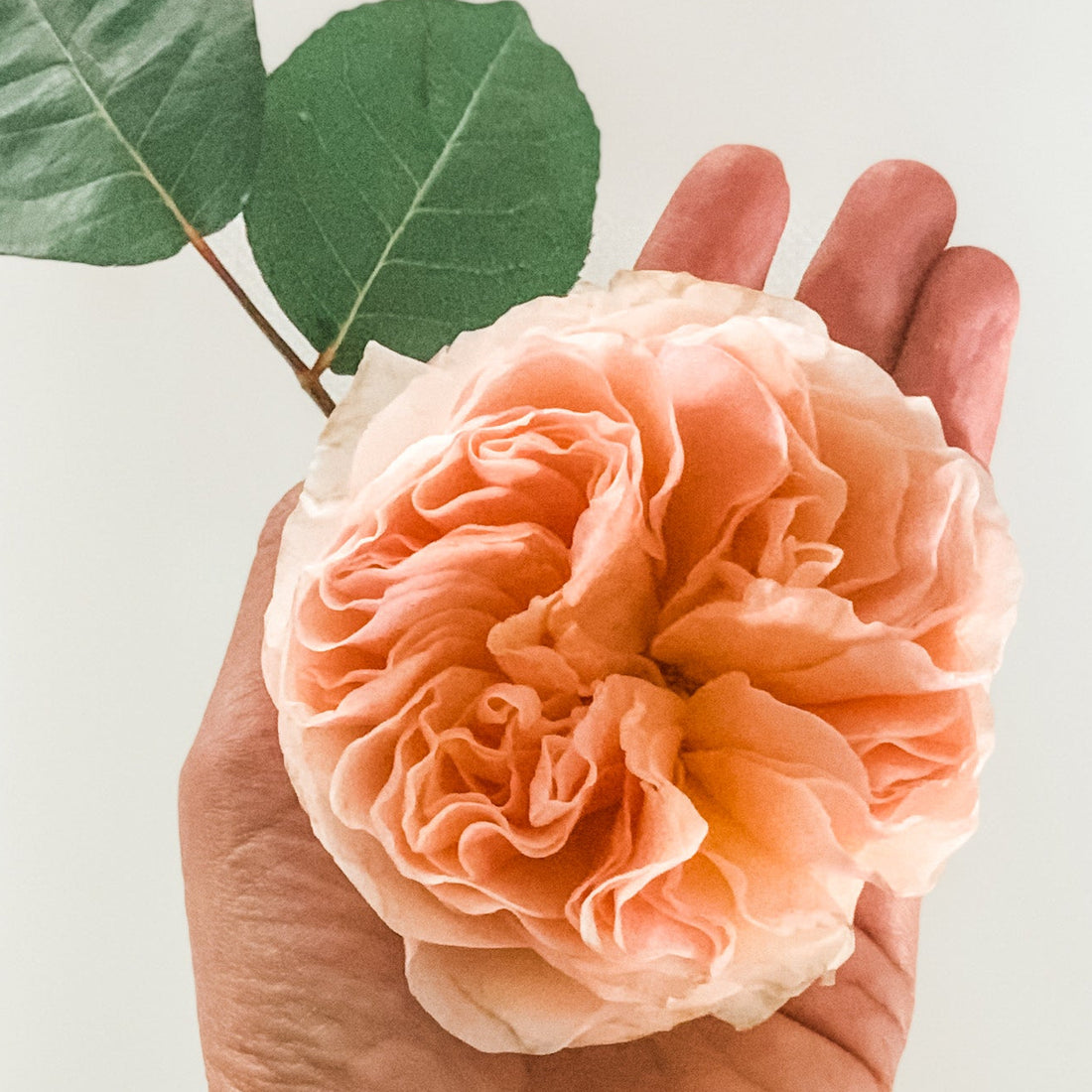 Rosa Inglesa | 12 tallos