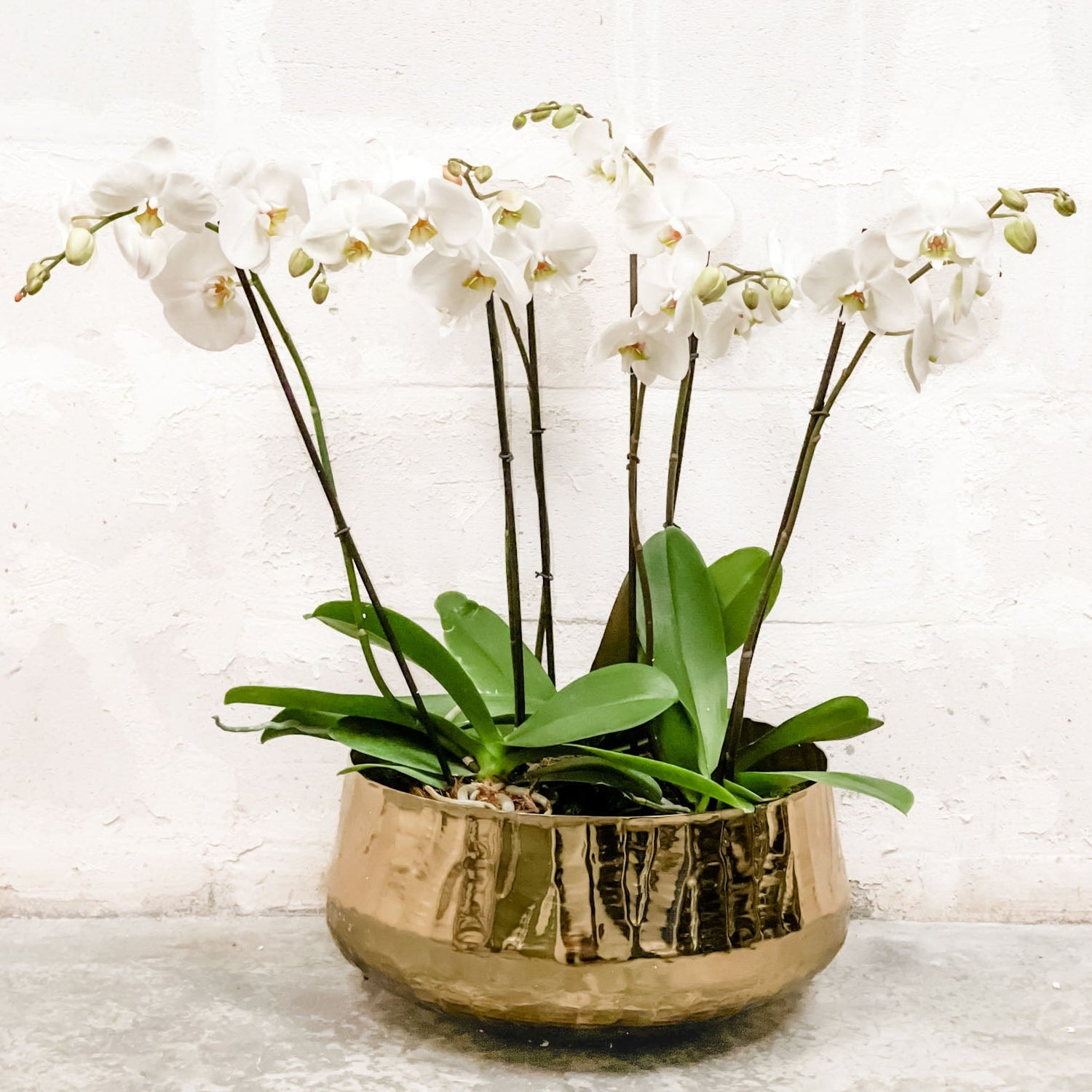 Bowl Roberi dorado vista lateral, florero de metal premium para plantas y orquídeas
