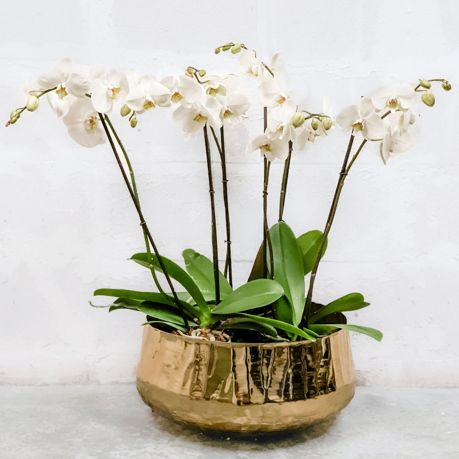 Bowl Roberi dorado vista lateral, florero de metal premium para plantas y orquídeas