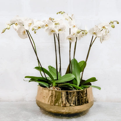 Bowl Roberi dorado vista lateral, florero de metal premium para plantas y orquídeas